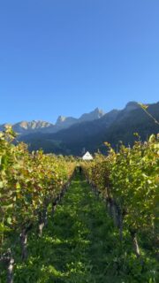 Traubenlese in der Bündner Herrschaft - Grape harvest in the Bündner Herrschaft 🍷
#fly4fun #c172 #cessna #lsze #badragaz🇨🇭 #aviation #aviationlovers #pilot #piloteyes #aviationphoto #hbceu #hbcfr #cessna172 #pilotlife #mountainflying #cessna #badragaz #learntofly #flightschool #flyinthealps